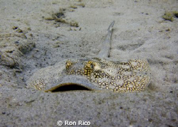 Juvenile Spotted Stingray
BHB
 by Ron Rico 